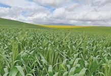 Early predictions all positive for SA’s 2021 wheat harvest