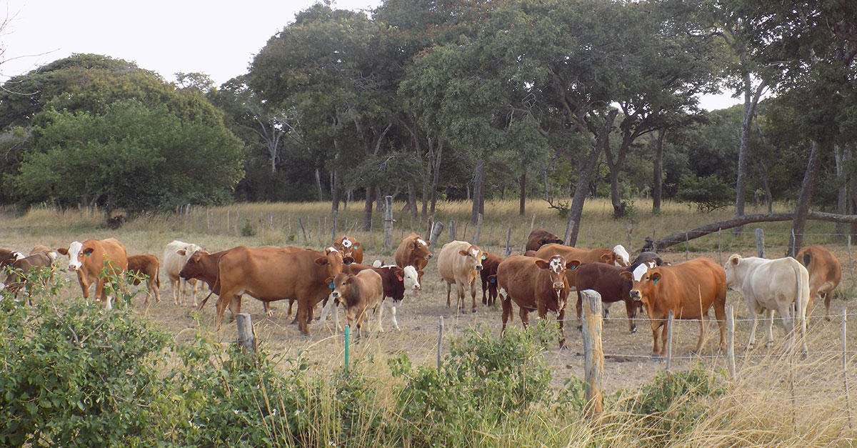 New foot-and-mouth disease strain detected in Namibia