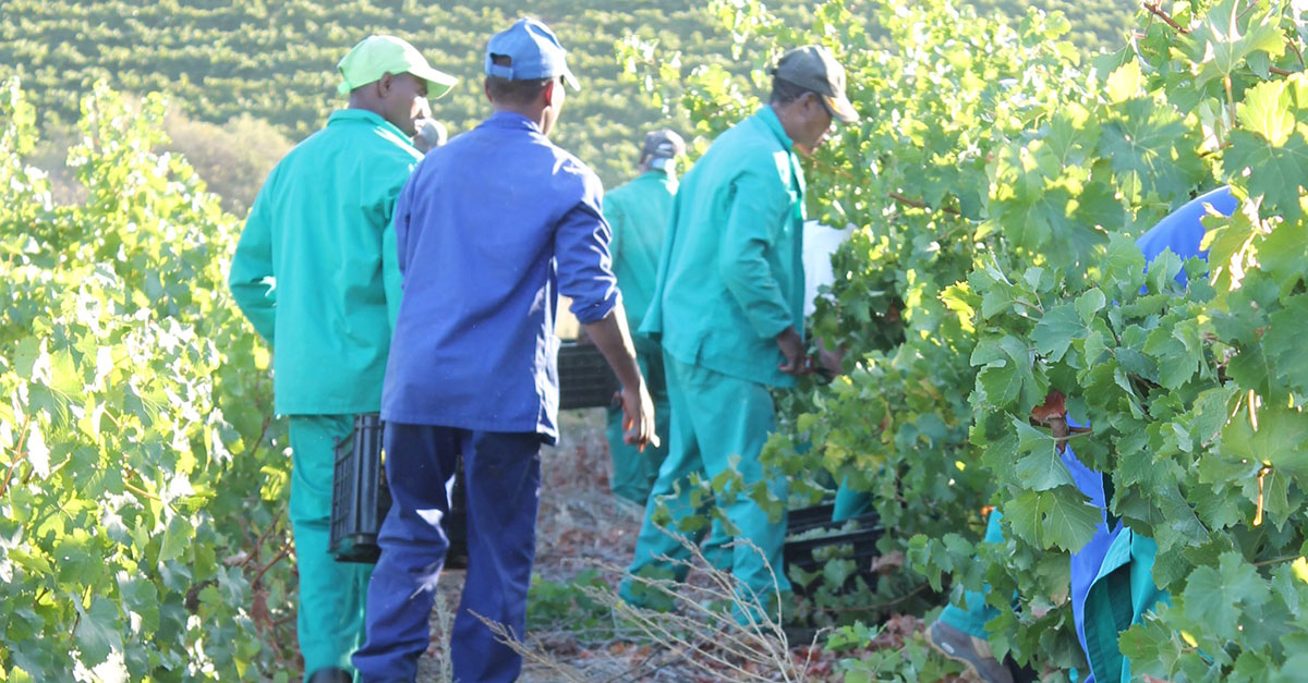 Good harvests lead to 9% increase in farm jobs