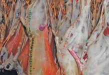 North West red meat abattoir tender cancelled