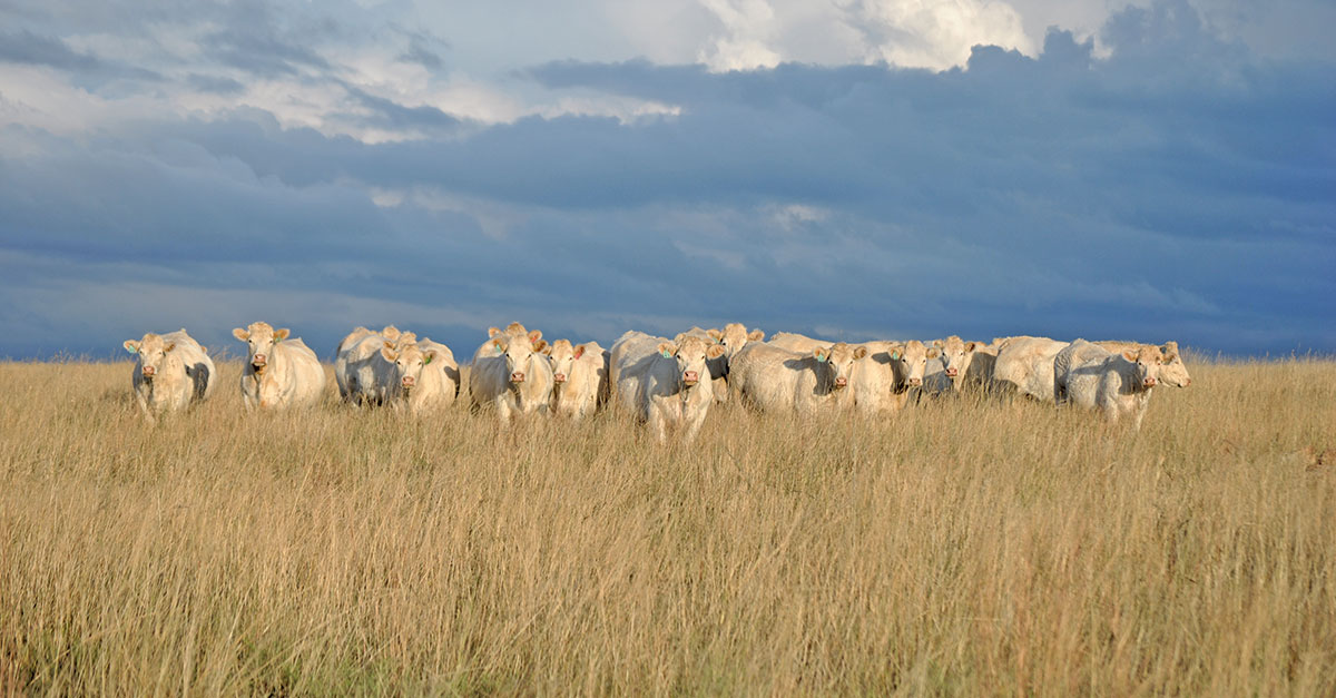 Breeding world-champion Charolais