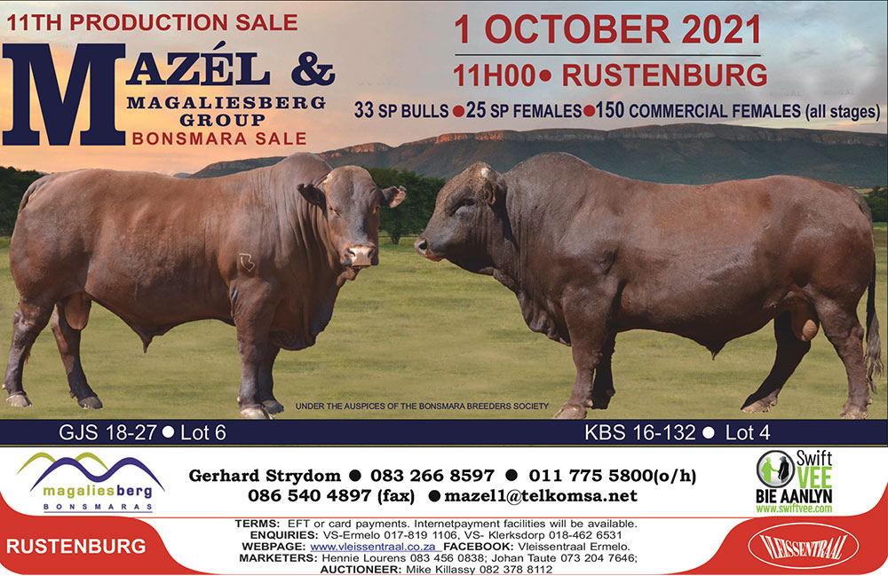 Mazel & Magaliesberg Group Bonsmara Sale
