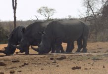 SA lost 250 rhinos to poaching in first half of 2021