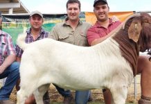 World champion Boer goat ram sold for R500 000