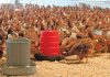Care and caution keep poultry disease-free
