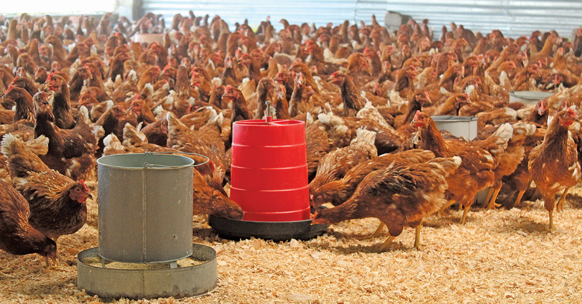 Care and caution keep poultry disease-free
