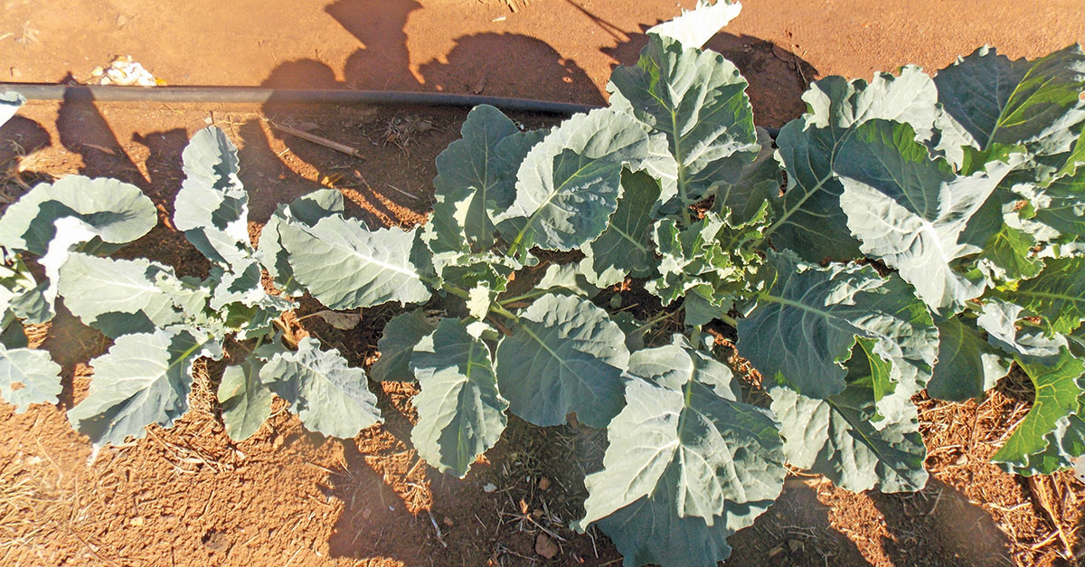 Cost-effective irrigation