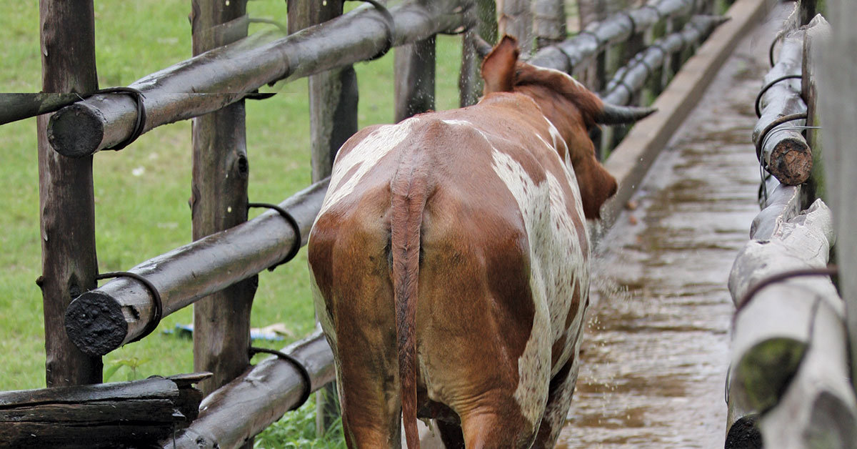 Didiza announces partial lifting of FMD controls in KZN