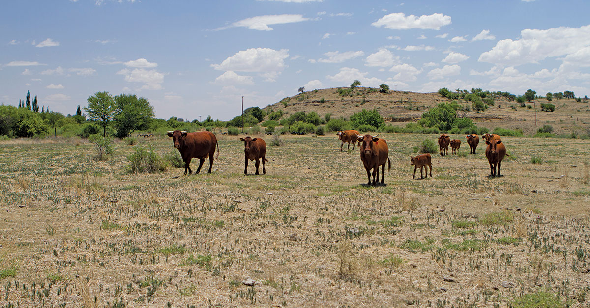 Calling all South Africa’s stockmen and women