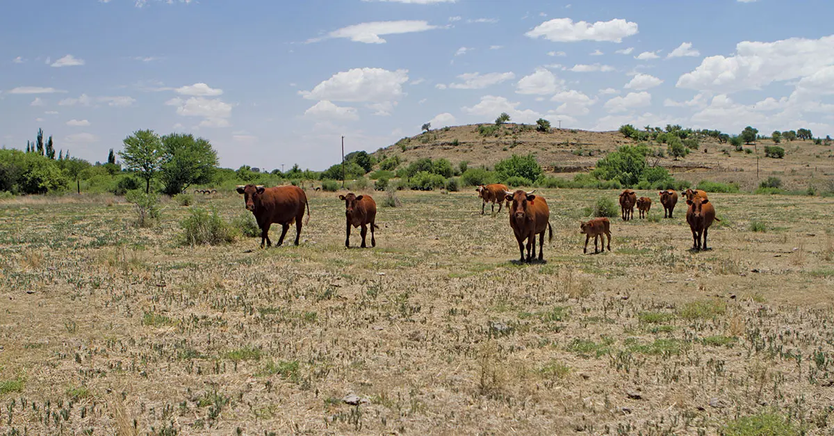 Calling all South Africa’s stockmen and women