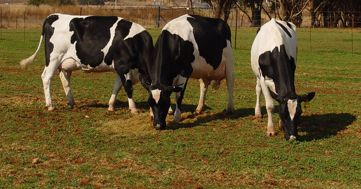 Opportunities for SA in Botswana dairy industry