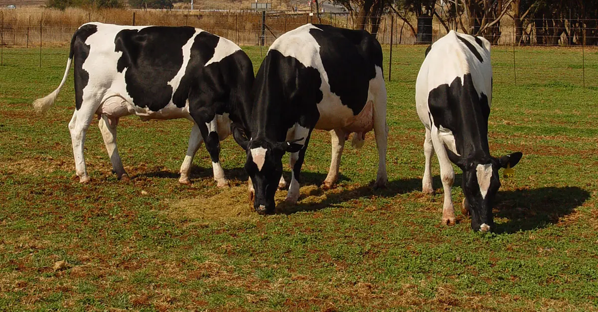 Opportunities for SA in Botswana dairy industry