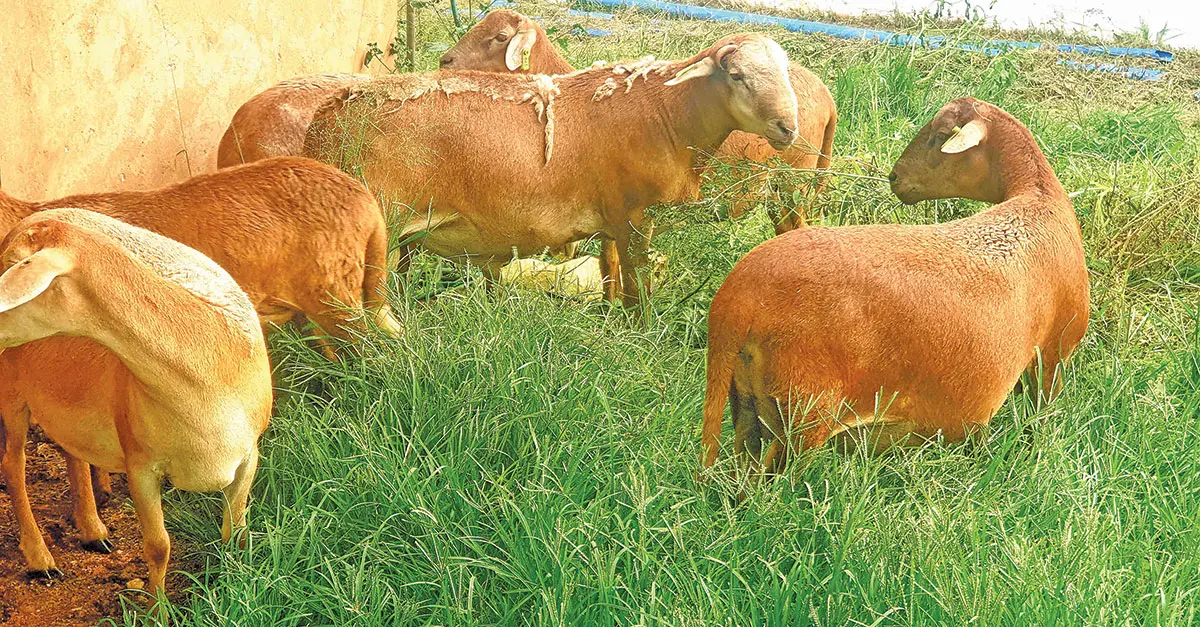 From subsistence to commercial success for Meatmaster breeder
