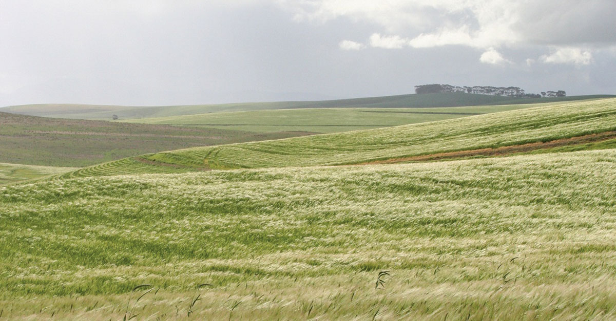 Improving nitrogen-use efficiency in wheat