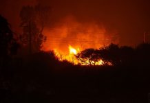 Northern Cape wildfires destroy 445 000ha of veld in 2021