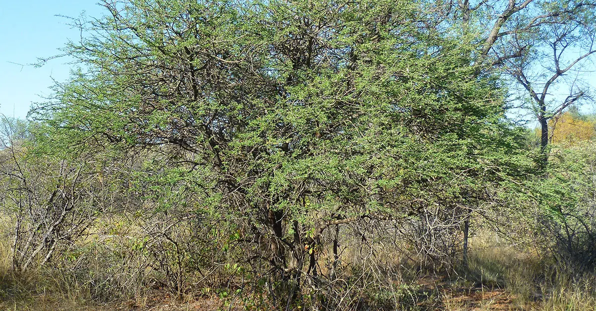 Charcoal production ‘a valuable source’ of income on farms