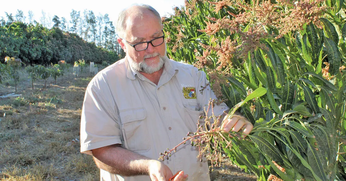 Stable mango yields: timing is everything