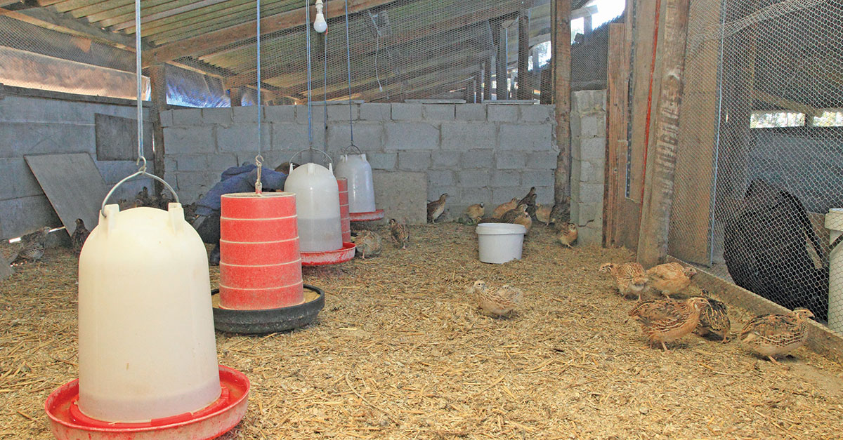 The not-so-easy business of making a profit from quail
