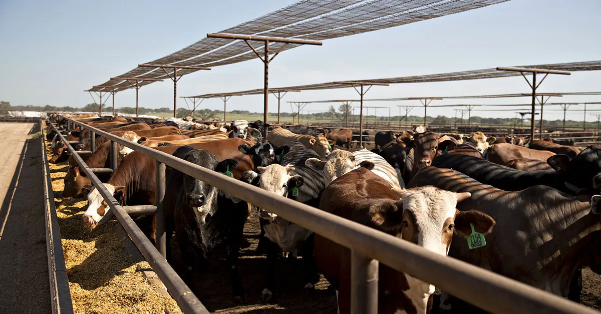Backlash from consumers as beef prices surge in the US