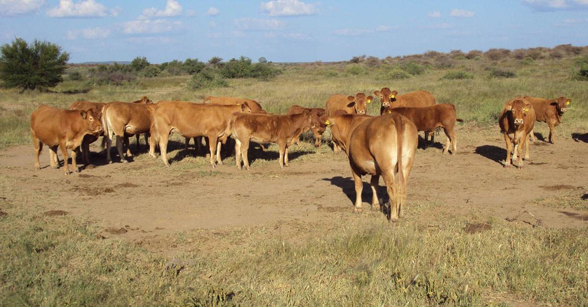 ‘Livestock farming remains a cornerstone of Namibia’s economy’