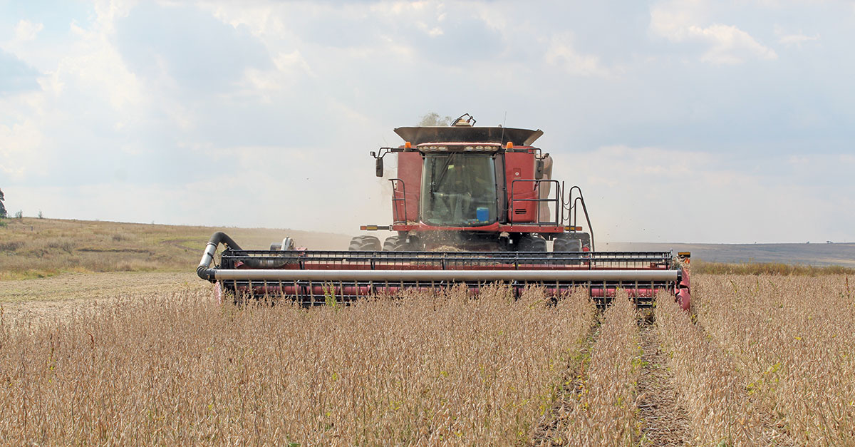 Early planting: the key to soya bean success