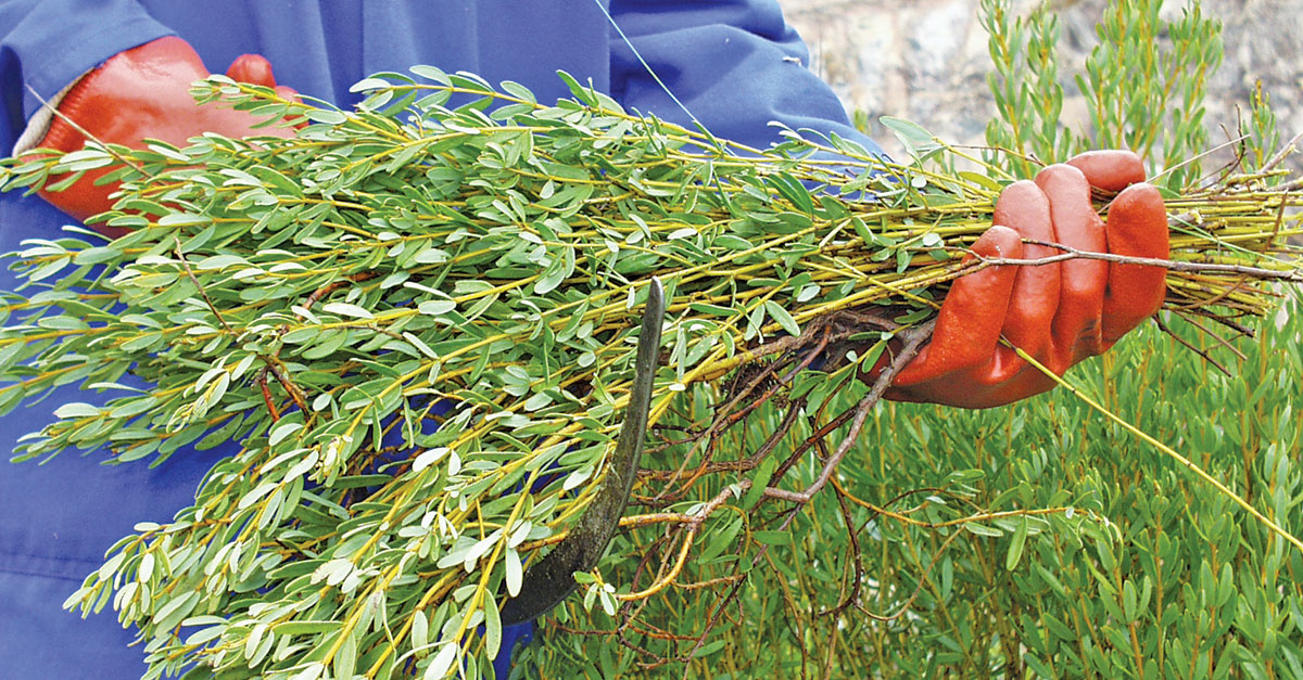 Making the most of wild-grown honeybush