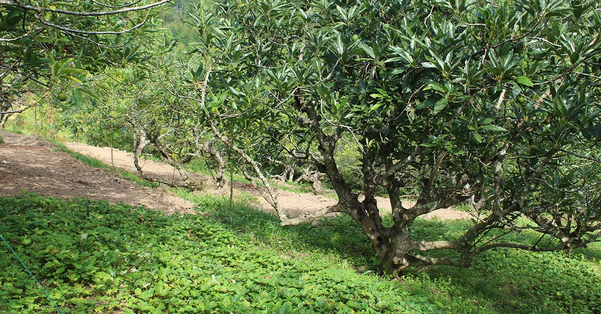 The fungi that saved a farmer’s avocado orchards