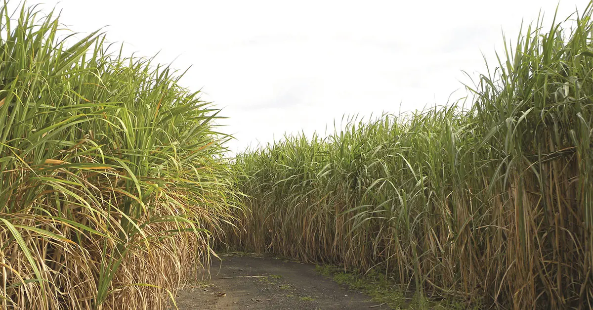 Maintenance issues impeding KZN sugar-milling capacity