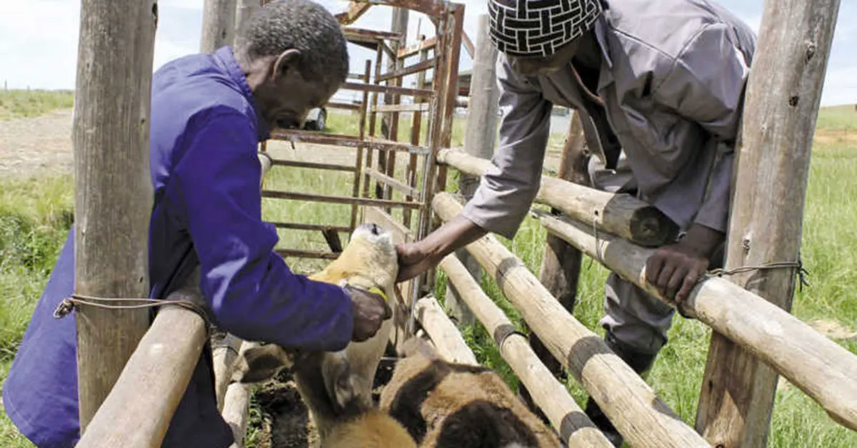 Concern about SA’s livestock vaccine shortages
