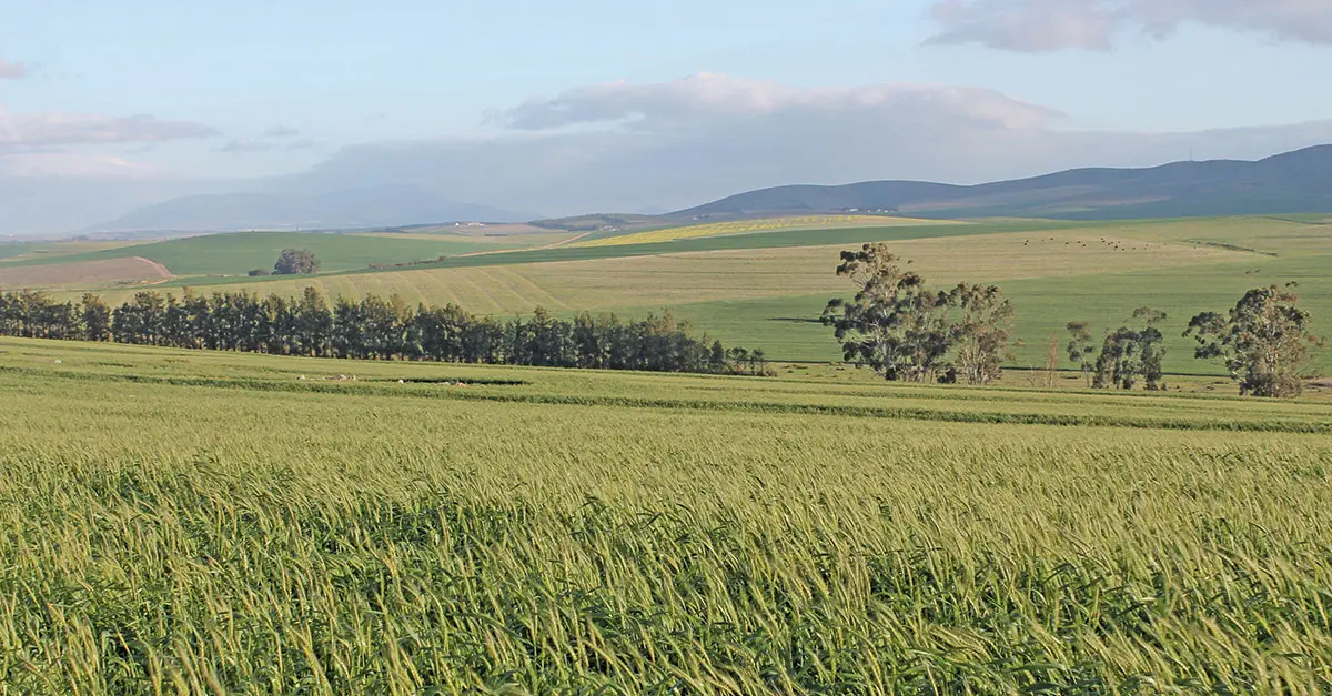 Management of important grain diseases