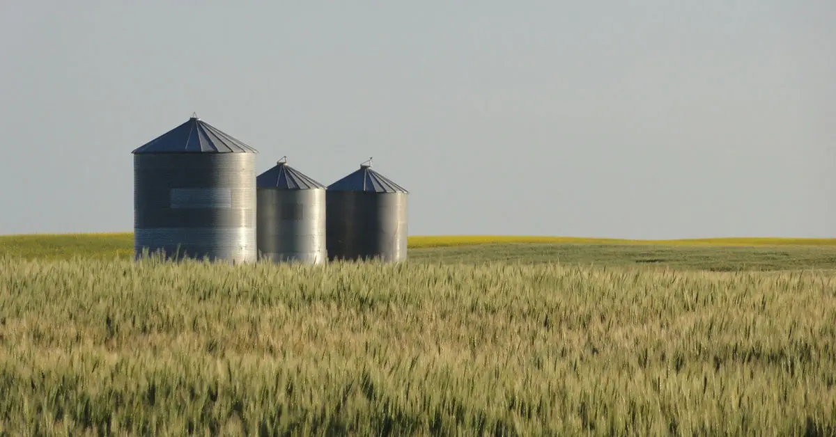 Pasta-makers fear shortages due to durum wheat supply pinch