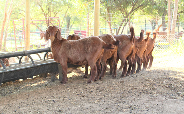 Kalahari Red goats: A solid reputation built on great genetics Kalahari Red goats: A solid reputation built on great genetics