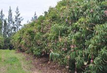 Up to 20% smaller mango harvest expected for SA this season
