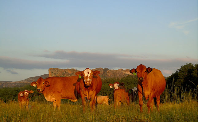 Bull breeding and selection for profitable beef production Bull breeding and selection for profitable beef production