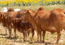 ‘Farmers on Lesotho border left abandoned by security forces’