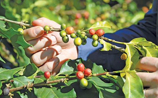 One of SA’s biggest avocado growers is on a coffee high One of SA’s biggest avocado growers is on a coffee high