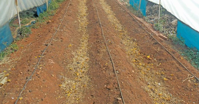 The diameter of the dripper line is an important consideration; the thicker its walls, the stronger the line  will be and the longer it will last.