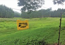 Call for renewed hunt for killers in Brendin Horner case