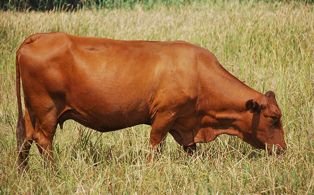 ARC honours top beef cattle breeders ARC honours top beef cattle breeders