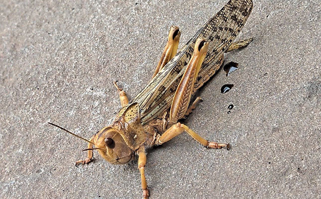 Beware! The locusts are swarming this summer Beware! The locusts are swarming this summer