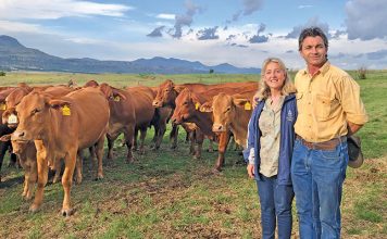 On the fast track to top genetics with no-fuss Droughtmasters