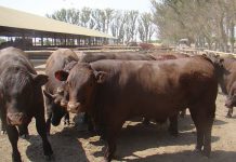 ‘Red meat exports must be prioritised in 2022’