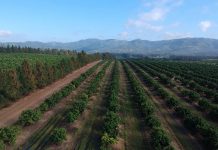 Increase in SA citrus exports despite problems at ports