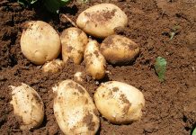 ‘Pass the potato’ and help to feed the hungry this December