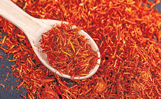 Saffron: harvesting ‘red gold’ in the Karoo Saffron: harvesting ‘red gold’ in the Karoo