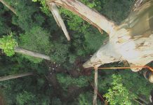 Magoebaskloof boasts tallest planted tree in the world