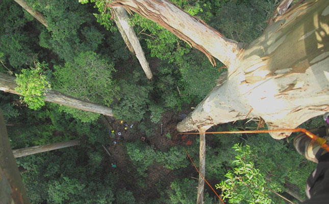 Magoebaskloof boasts tallest planted tree in the world Magoebaskloof boasts tallest planted tree in the world