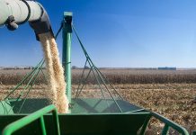 Large yields, high input prices forecast for grain