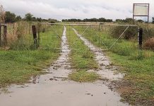 Damage reported to summer crops after heavy rainfall