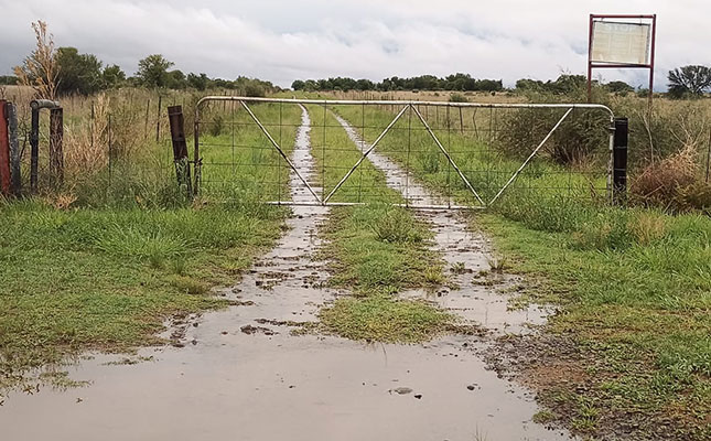 Damage reported to summer crops after heavy rainfall Damage reported to summer crops after heavy rainfall